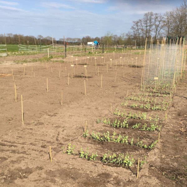 Nieuwe Bodem - duurzaam circulair biodivers agrobosbouw 122