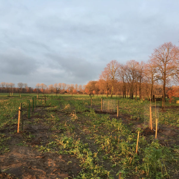 Nieuwe Bodem - duurzaam circulair biodivers agrobosbouw 35