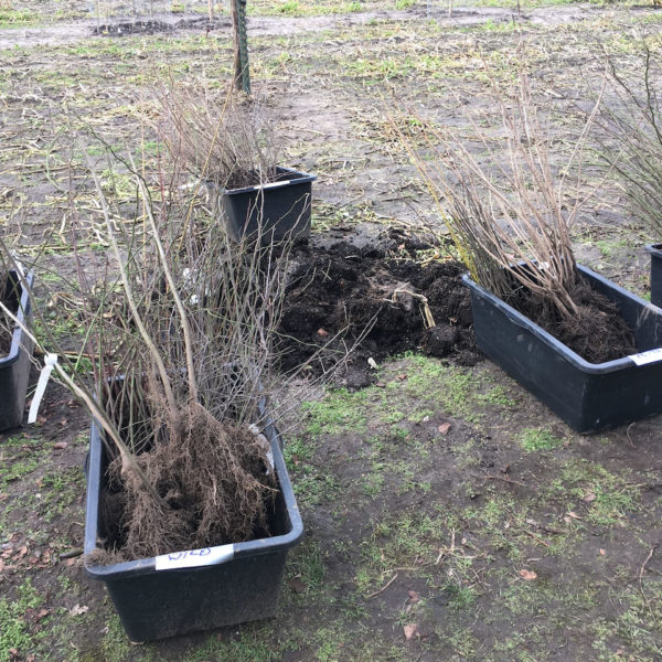 Nieuwe Bodem - duurzaam circulair biodivers agrobosbouw 40