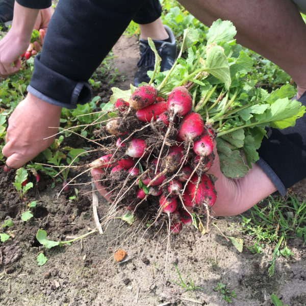 Nieuwe Bodem - duurzaam walnoten hazelnoten biodiversiteit agrobosbouw 176