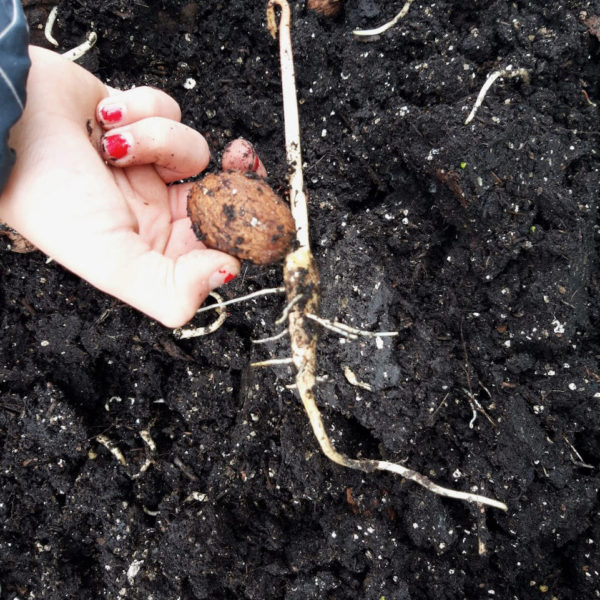Nieuwe Bodem - duurzaam walnoten hazelnoten biodiversiteit agrobosbouw 179