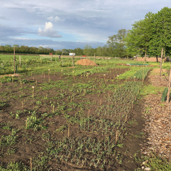 Nieuwe Bodem - duurzaam walnoten hazelnoten biodiversiteit agrobosbouw 185