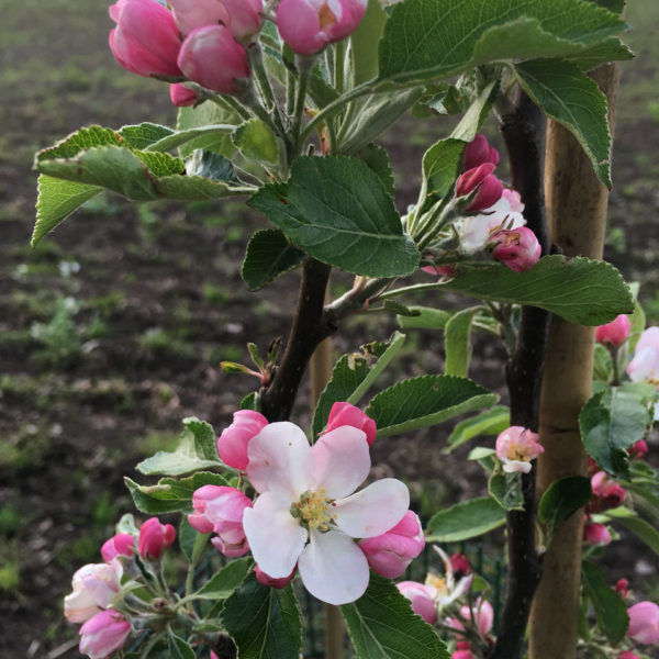 Nieuwe Bodem - duurzaam walnoten hazelnoten biodiversiteit agrobosbouw 186