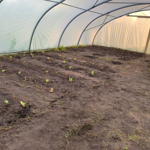 Nieuwe Bodem - duurzaam walnoten hazelnoten biodiversiteit agrobosbouw 188
