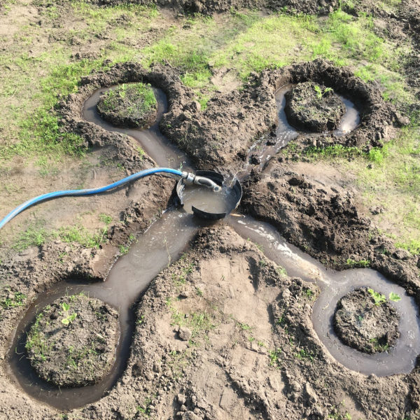 Nieuwe Bodem - duurzaam walnoten hazelnoten biodiversiteit agrobosbouw 201