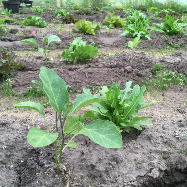 Nieuwe Bodem - duurzaam walnoten hazelnoten biodiversiteit agrobosbouw 215