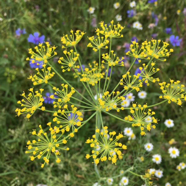 Nieuwe Bodem - Dille (Anethum graveolens) 285