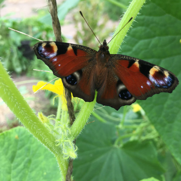 Nieuwe Bodem - duurzaam Dagpauwoog (Aglais Io) biodiversiteit agrobosbouw 258