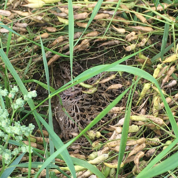 Nieuwe Bodem - duurzaam Fazant (Phasianus colchicus) biodiversiteit agrobosbouw 278