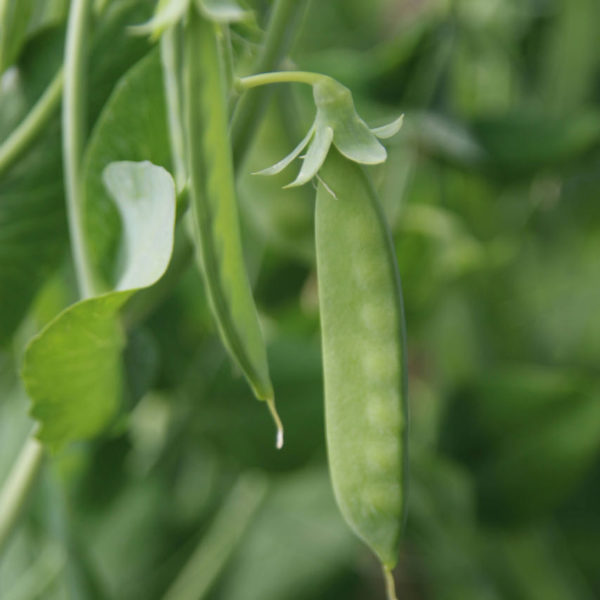 Nieuwe Bodem - duurzaam walnoten hazelnoten biodiversiteit agrobosbouw 230