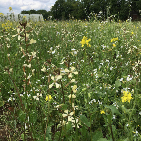 Nieuwe Bodem - duurzaam walnoten hazelnoten biodiversiteit agrobosbouw 235