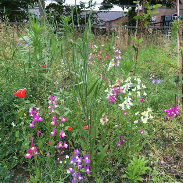 Nieuwe Bodem - duurzaam walnoten hazelnoten biodiversiteit agrobosbouw 238