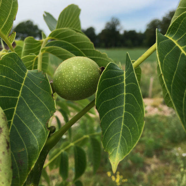 Nieuwe Bodem - duurzaam walnoten hazelnoten biodiversiteit agrobosbouw 240