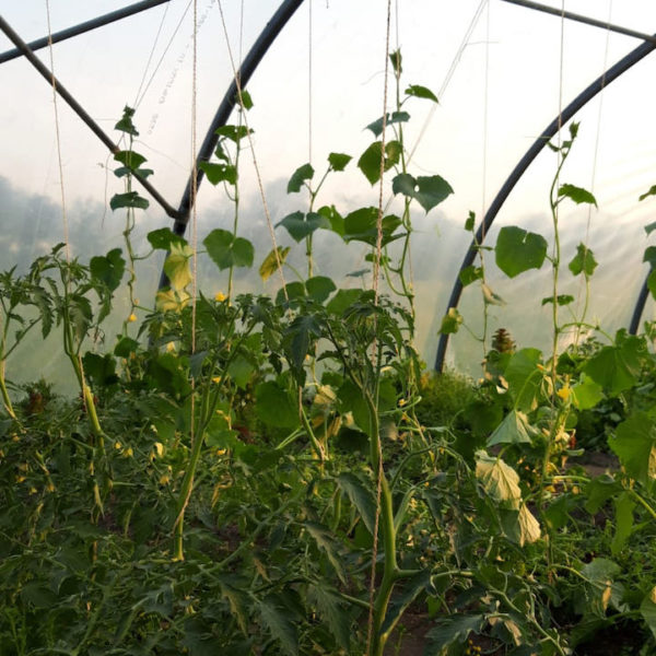 Nieuwe Bodem - duurzaam walnoten hazelnoten biodiversiteit agrobosbouw 242
