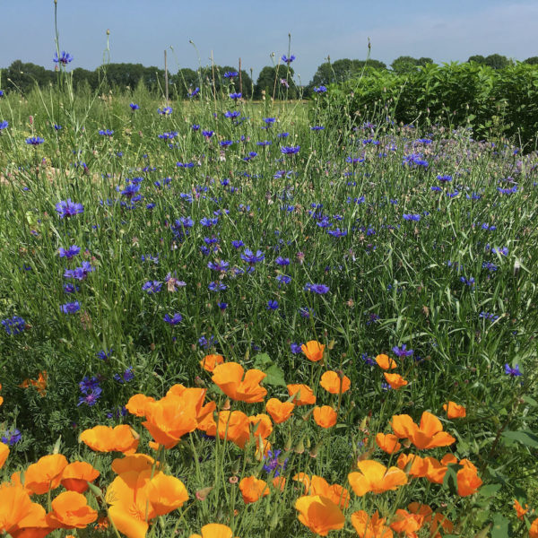 Nieuwe Bodem - duurzaam walnoten hazelnoten biodiversiteit agrobosbouw 244