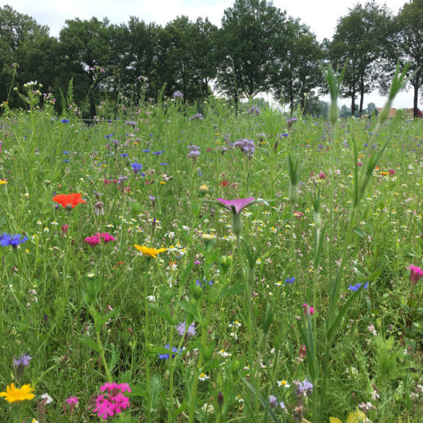 Nieuwe Bodem - duurzaam walnoten hazelnoten biodiversiteit agrobosbouw 248