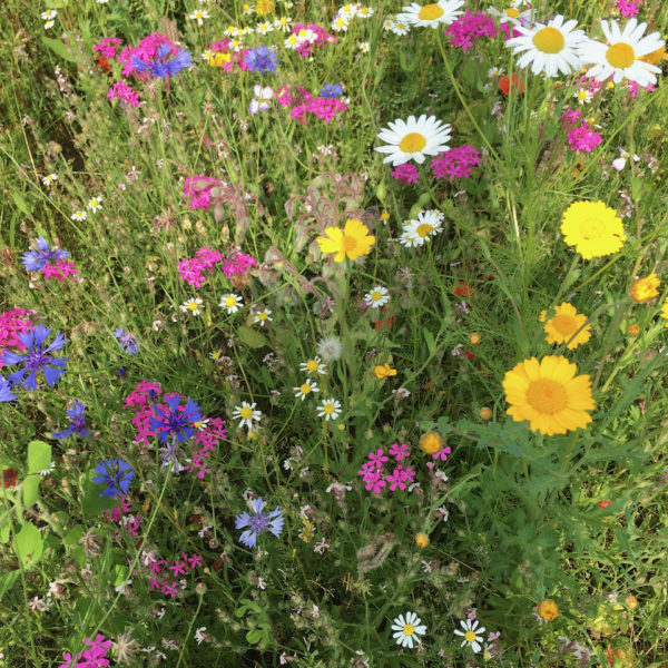 Nieuwe Bodem - duurzaam walnoten hazelnoten biodiversiteit agrobosbouw 266