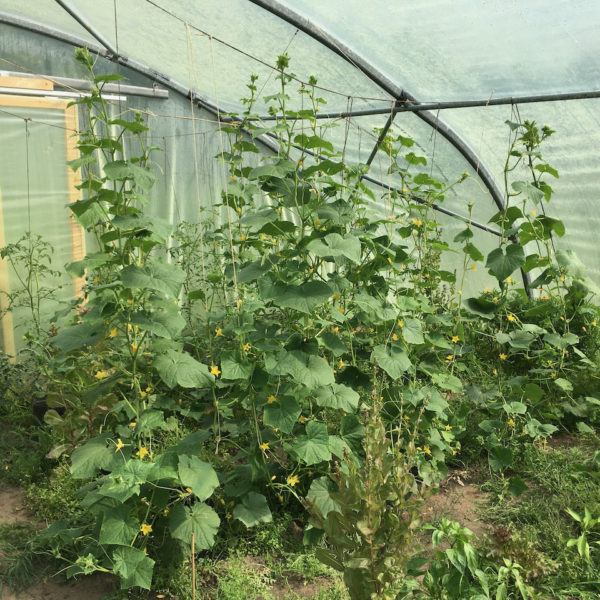 Nieuwe Bodem - duurzaam walnoten hazelnoten biodiversiteit agrobosbouw 267