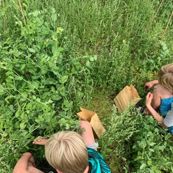 Nieuwe Bodem - duurzaam walnoten hazelnoten biodiversiteit agrobosbouw 271