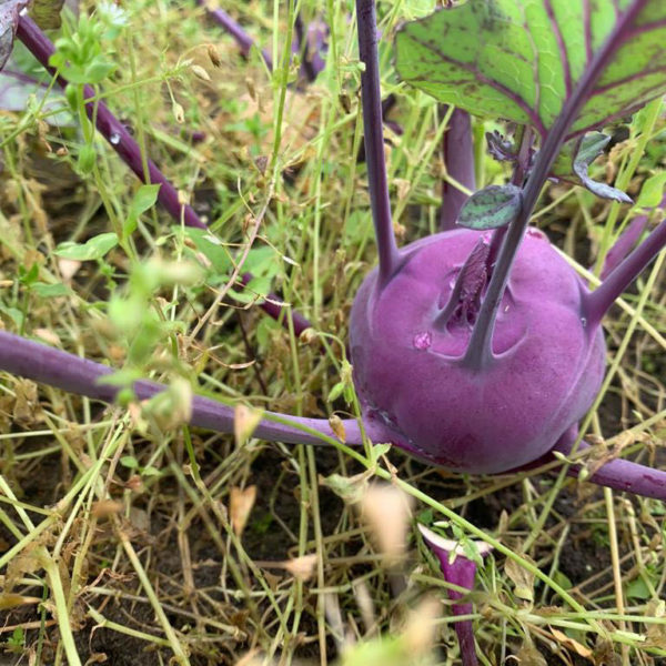 Nieuwe Bodem - duurzaam walnoten hazelnoten biodiversiteit agrobosbouw 273