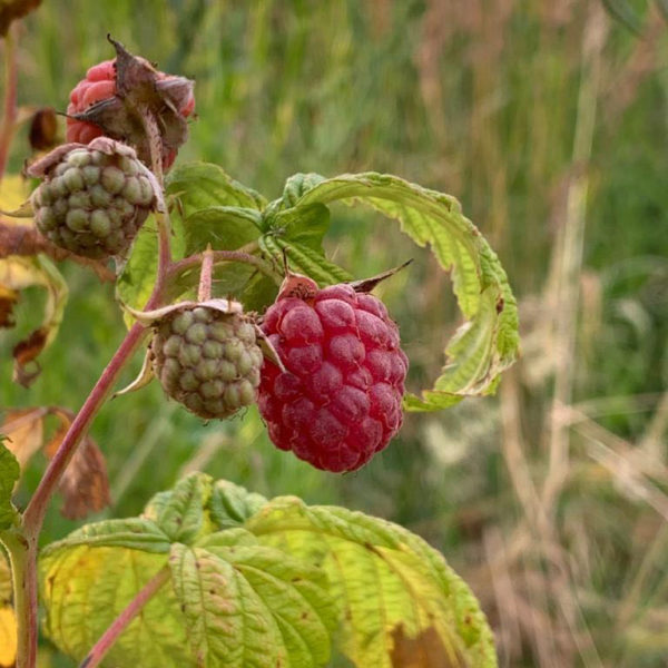 Nieuwe Bodem - duurzaam walnoten hazelnoten biodiversiteit agrobosbouw 274