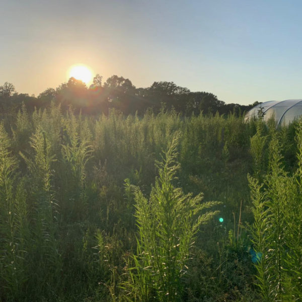 Nieuwe Bodem - duurzaam walnoten hazelnoten biodiversiteit agrobosbouw 276