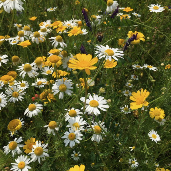 Nieuwe Bodem - duurzaam walnoten hazelnoten biodiversiteit agrobosbouw 279