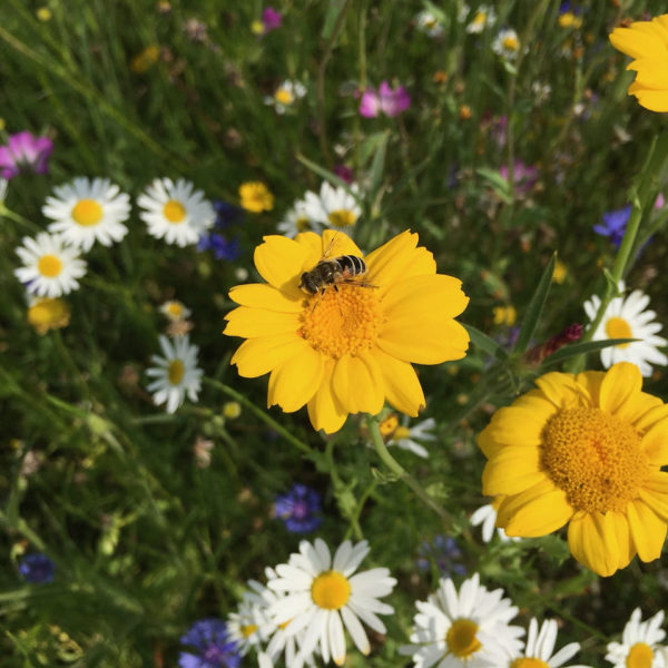 Nieuwe Bodem - duurzaam walnoten hazelnoten biodiversiteit agrobosbouw 281