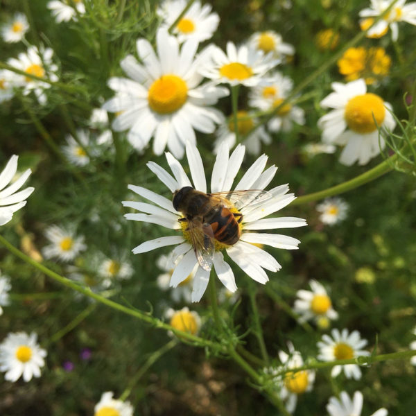 Nieuwe Bodem - duurzaam walnoten hazelnoten biodiversiteit agrobosbouw 282