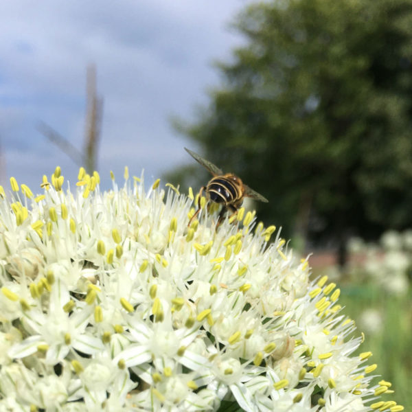 Nieuwe Bodem - duurzaam walnoten hazelnoten biodiversiteit agrobosbouw 289