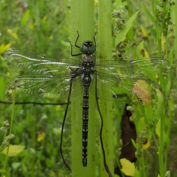 Nieuwe Bodem - duurzaam walnoten hazelnoten biodiversiteit agrobosbouw 290