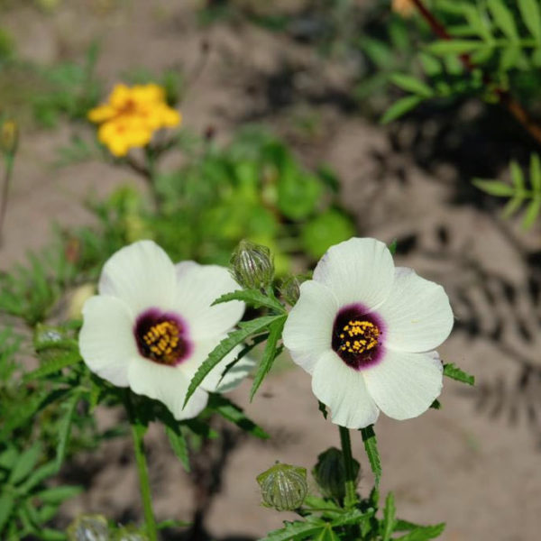 Nieuwe Bodem - duurzaam walnoten hazelnoten biodiversiteit agrobosbouw 292