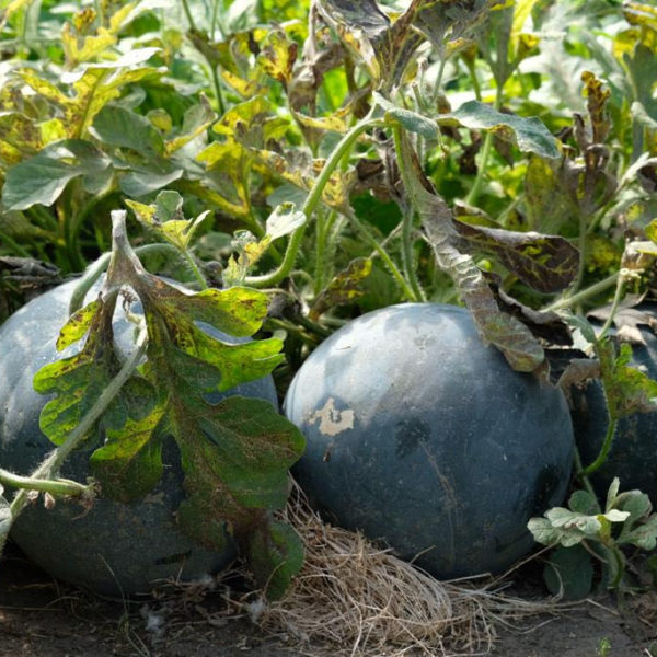 Nieuwe Bodem - duurzaam walnoten hazelnoten biodiversiteit agrobosbouw 293