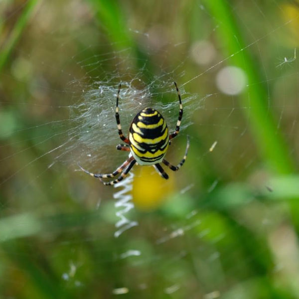 Nieuwe Bodem - duurzaam walnoten hazelnoten biodiversiteit agrobosbouw 295