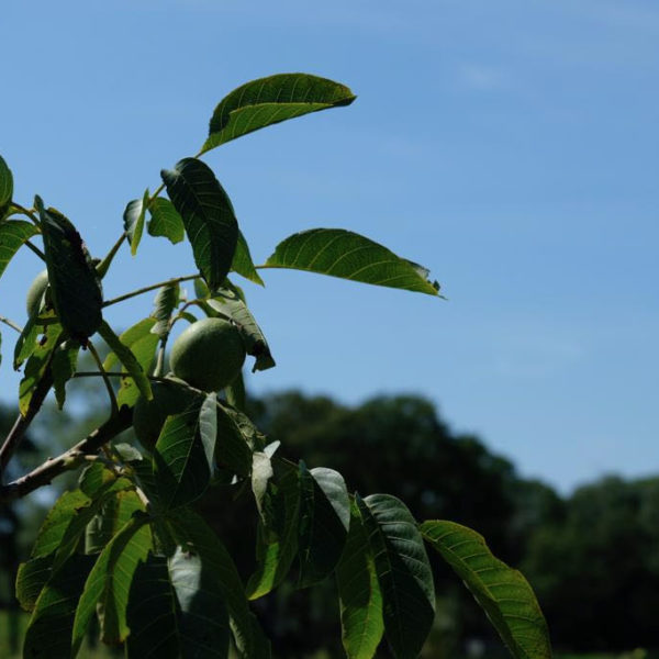 Nieuwe Bodem - duurzaam walnoten hazelnoten biodiversiteit agrobosbouw 296