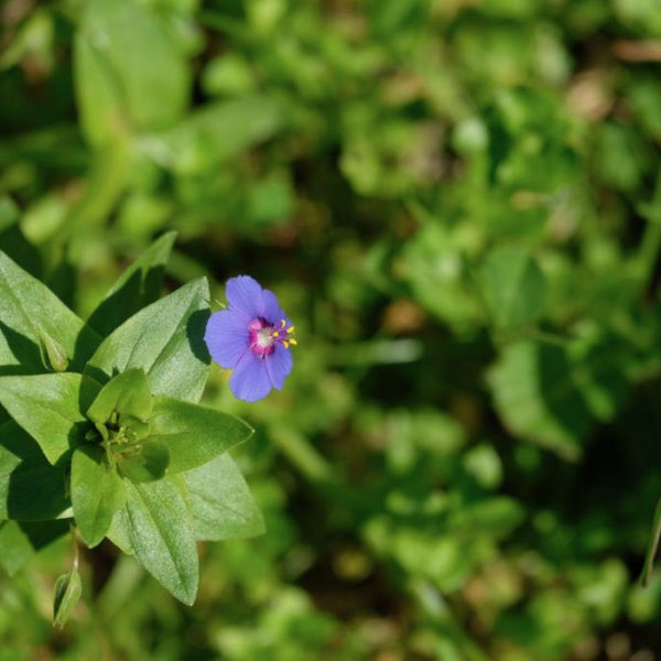 Nieuwe Bodem - duurzaam walnoten hazelnoten biodiversiteit agrobosbouw 297