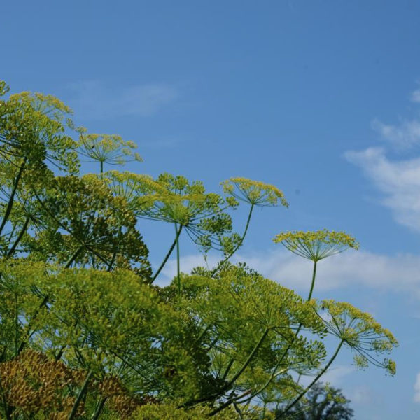 Nieuwe Bodem - duurzaam walnoten hazelnoten biodiversiteit agrobosbouw 300