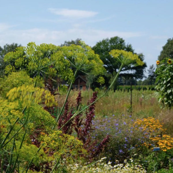 Nieuwe Bodem - duurzaam walnoten hazelnoten biodiversiteit agrobosbouw 301
