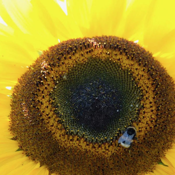 Nieuwe Bodem - duurzaam walnoten hazelnoten biodiversiteit agrobosbouw 303