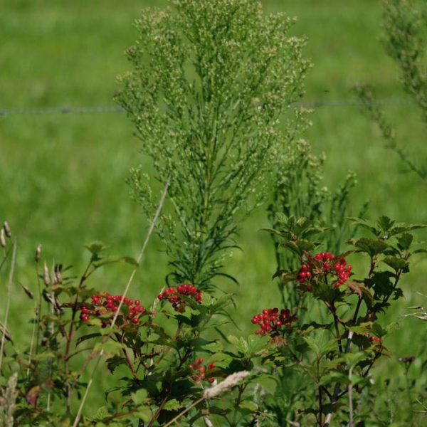 Nieuwe Bodem - duurzaam walnoten hazelnoten biodiversiteit agrobosbouw 304