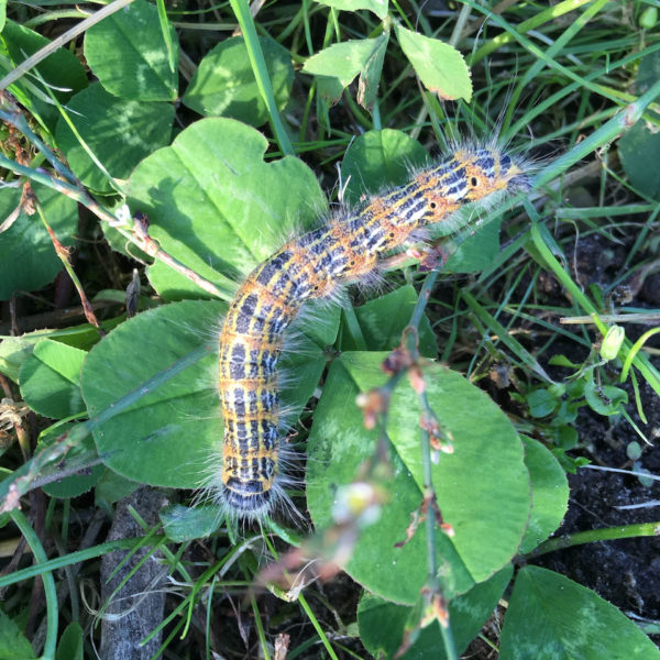 Nieuwe Bodem - duurzaam walnoten hazelnoten biodiversiteit agrobosbouw 307
