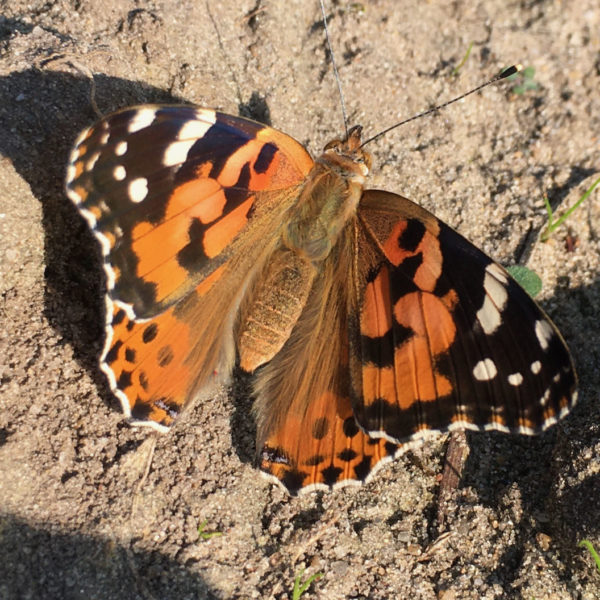 Nieuwe Bodem - duurzaam walnoten hazelnoten biodiversiteit agrobosbouw 312
