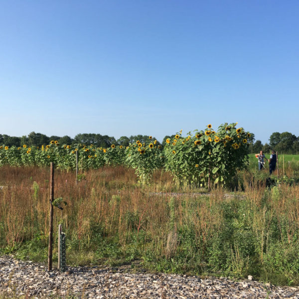 Nieuwe Bodem - duurzaam walnoten hazelnoten biodiversiteit agrobosbouw 315