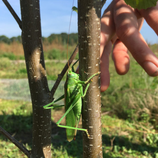 Nieuwe Bodem - duurzaam walnoten hazelnoten biodiversiteit agrobosbouw 318
