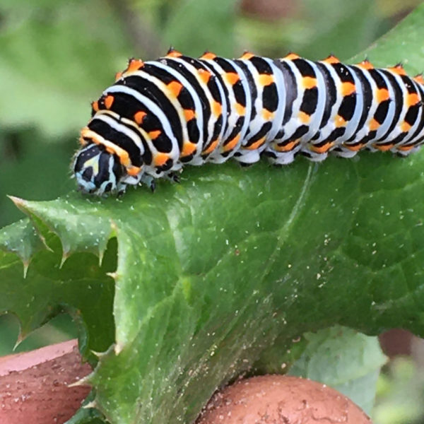 Rups van Koninginnepage