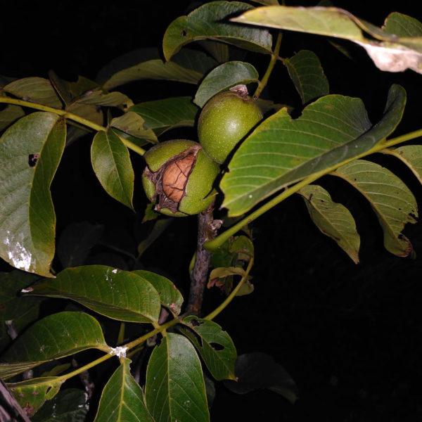 Nieuwe Bodem - duurzaam walnoten hazelnoten biodiversiteit agrobosbouw 323