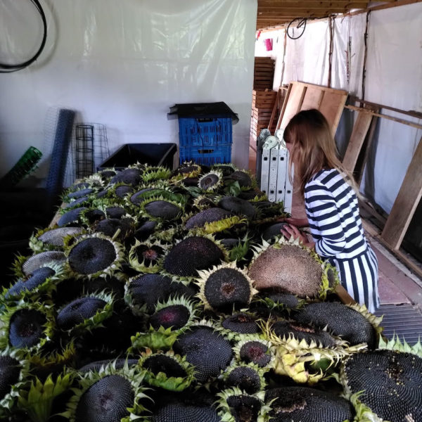 Nieuwe Bodem - duurzaam walnoten hazelnoten biodiversiteit agrobosbouw 324
