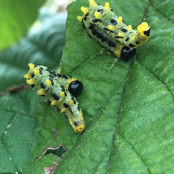 Nieuwe Bodem - duurzaam walnoten hazelnoten biodiversiteit agrobosbouw 325