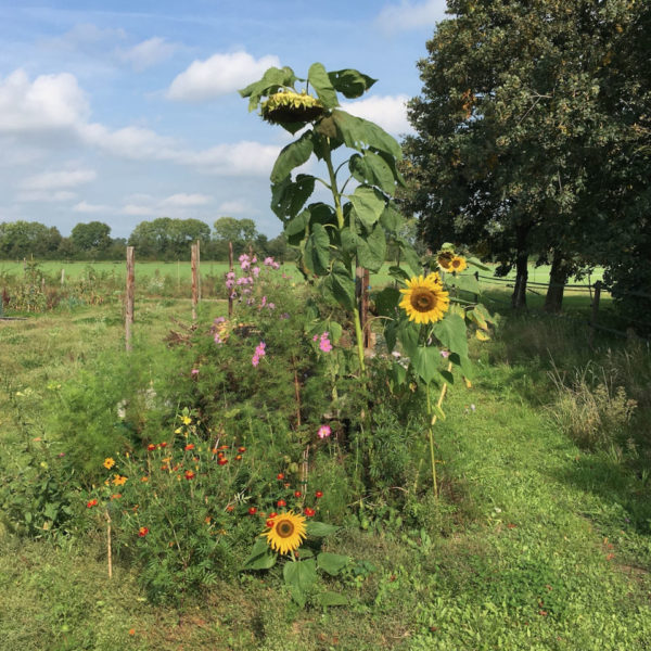 Nieuwe Bodem - duurzaam walnoten hazelnoten biodiversiteit agrobosbouw 328