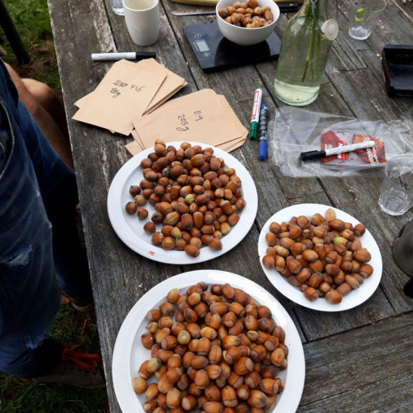 Nieuwe Bodem - duurzaam walnoten hazelnoten biodiversiteit agrobosbouw 334